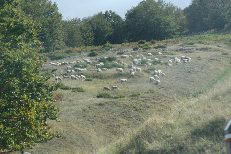 IMG_2286.JPG - Sheep on Drive to Blockhaus