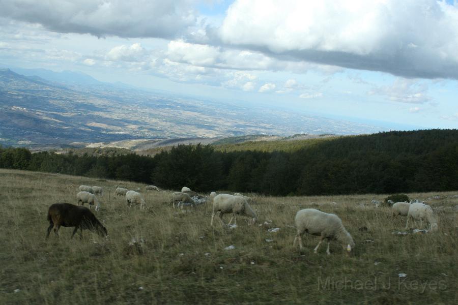 IMG_2375.JPG - Sheep on Blockhaus