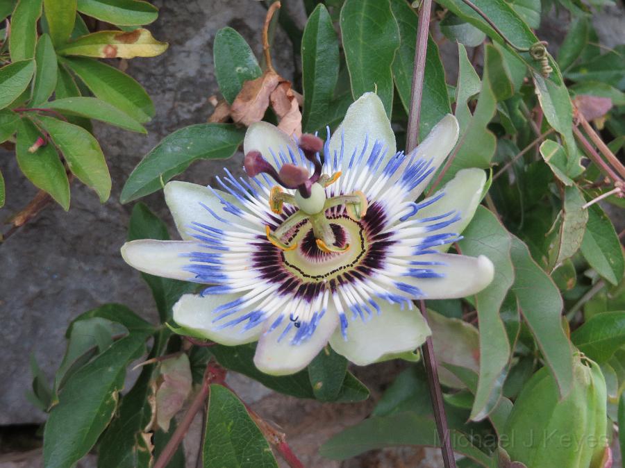 IMG_0839.JPG - Flower in Lungomare beach area