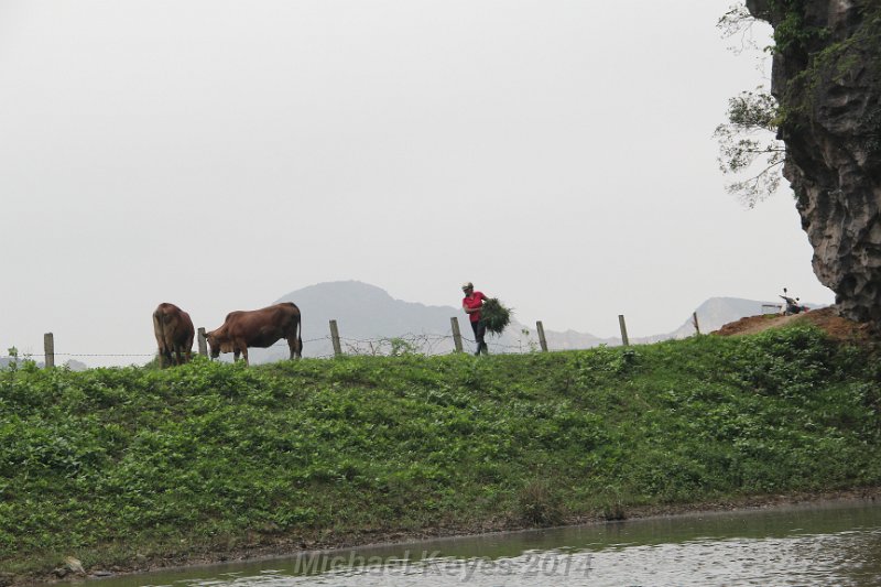 IMG_9438.JPG - Cow herder bring hay 