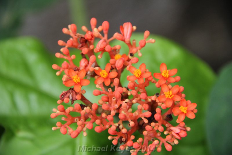 IMG_9609.JPG - Foliage