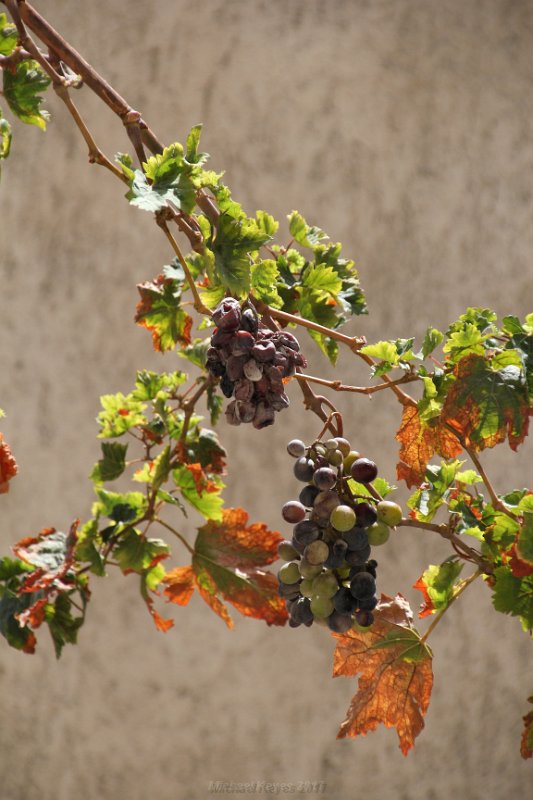 IMG_8772.JPG - Grape vines above Maria's Kafeinion 