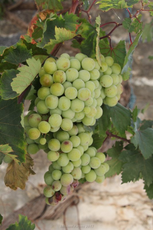 IMG_8780.JPG - Grapes at Epano Elounda