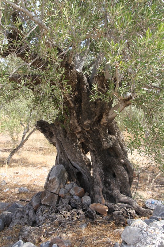 IMG_8813.JPG - Olive tree... very old