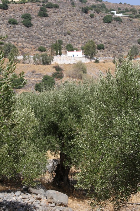 IMG_8816.JPG - Olive trees