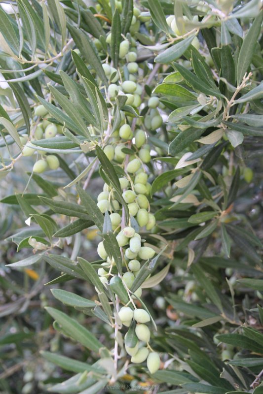 IMG_8822.JPG - Olives