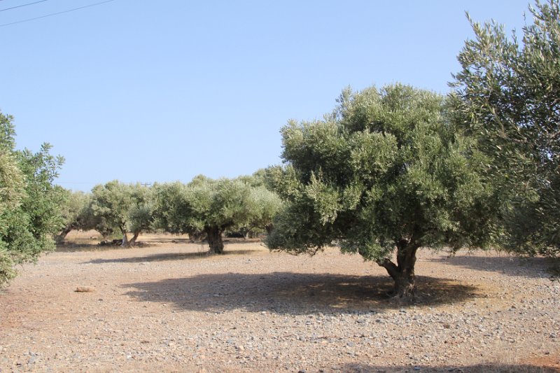 IMG_8738.JPG - Olive trees which are adjacent to the Krini Hotel 