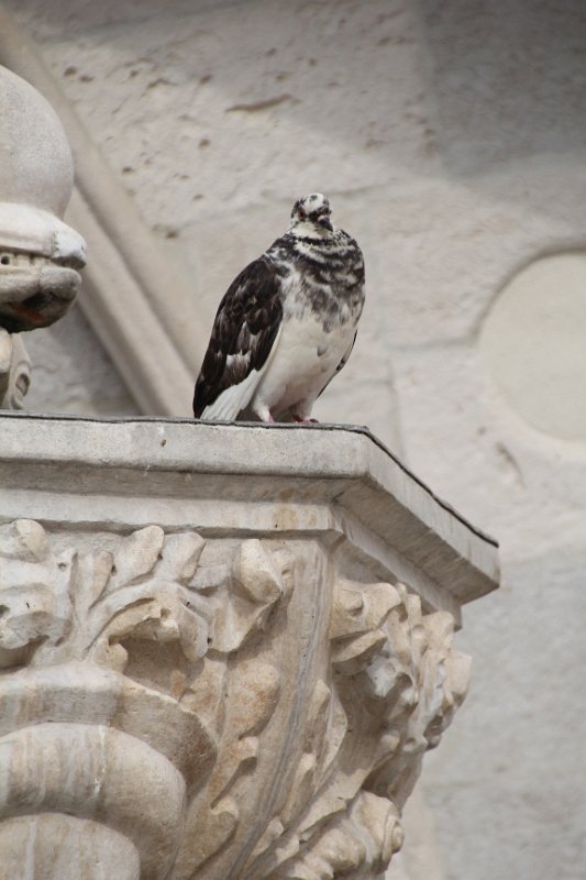 IMG_7685.JPG - pidgeon 