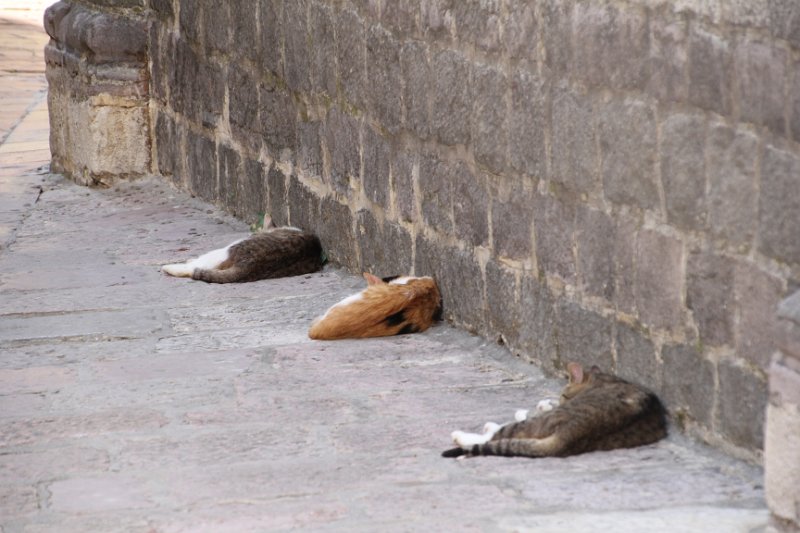 IMG_8527.JPG - Cats of Kotor