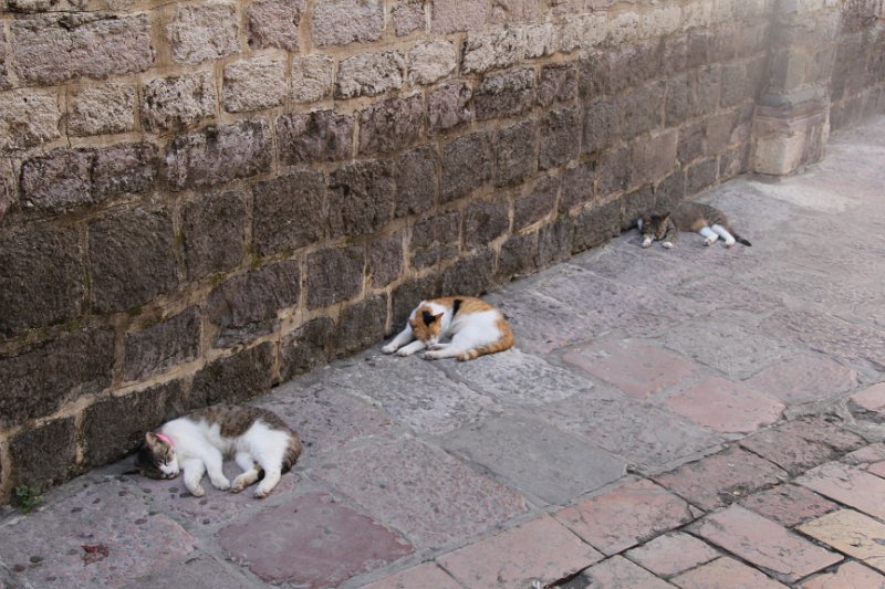 IMG_8534.JPG - Cats of Kotor