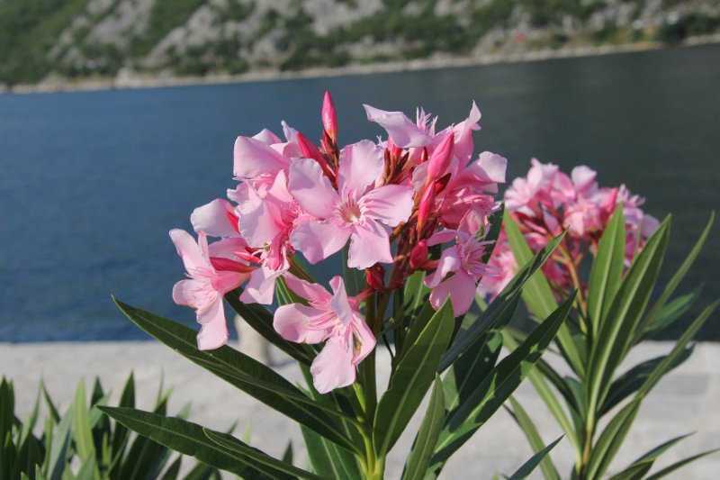 IMG_8642.JPG - Flowers