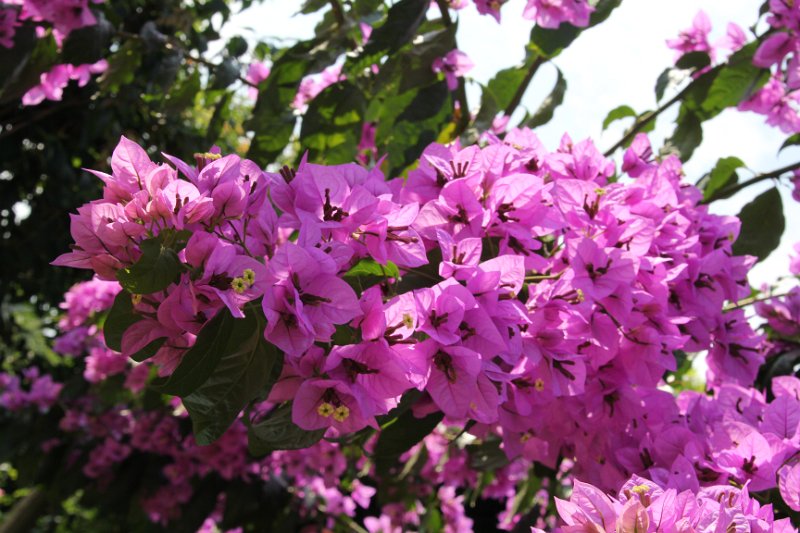 IMG_7874.JPG - In almost every view...  flowers. 