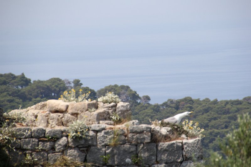 IMG_7905.JPG - Sea gull, came to visit us at the top. 