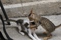 IMG_0605