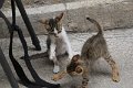 IMG_0607